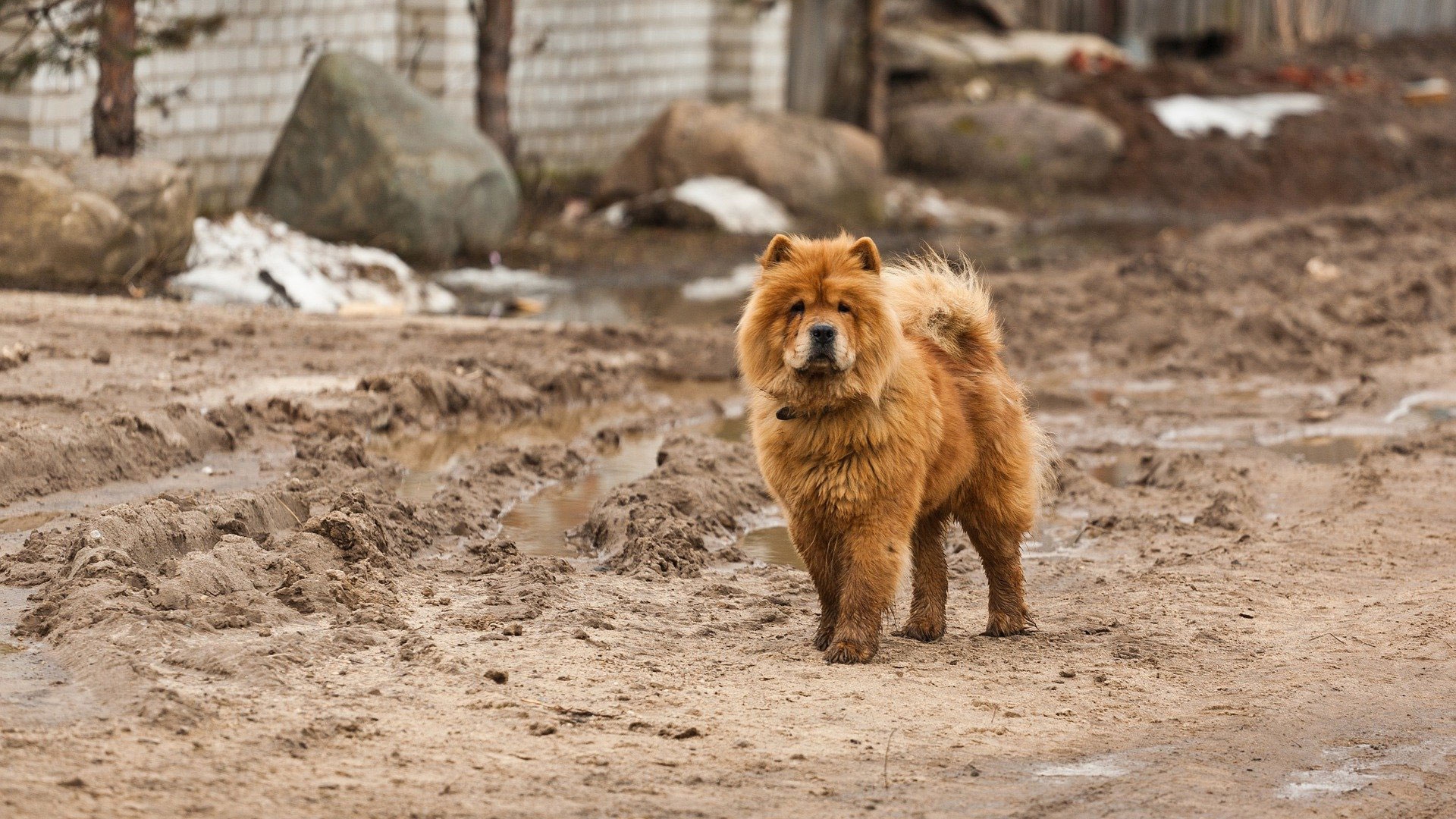 Chow chow, il cane dalla lingua blu che arriva dalla Cina LifeGate