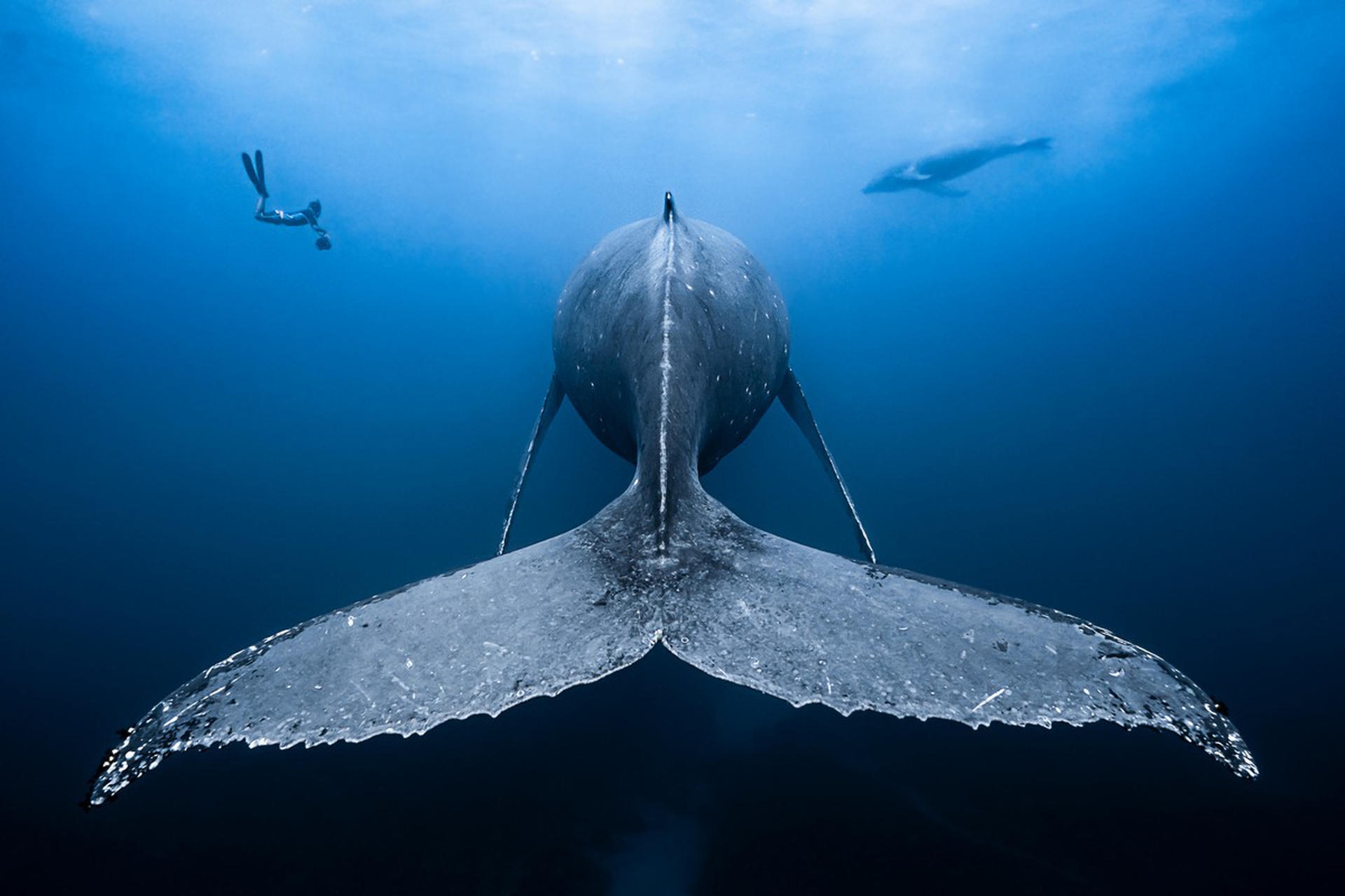 Francois Baelen, Underwater photographer of the year 2019