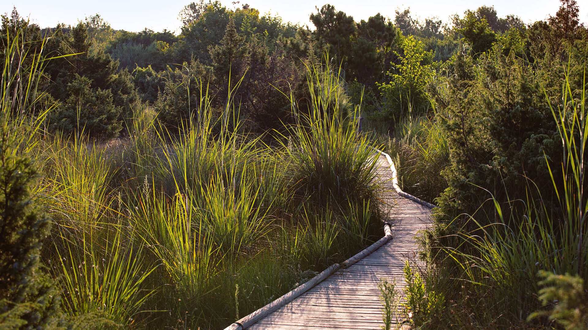 parco-nazionale-migliarino-san-rossore