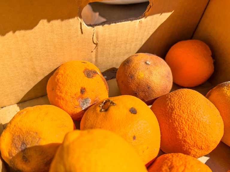 perdite e sprechi alimentari