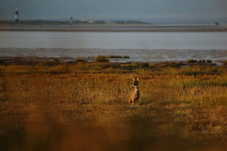 Capriolo su un tratto di costa inglese