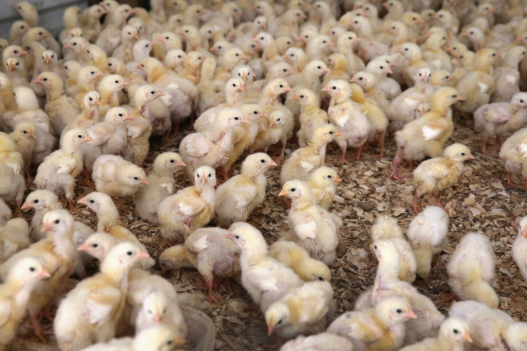 Pulcini maschi in un allevamento di galline ovaiole