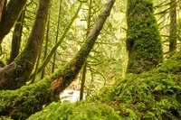 Alberi & cinema, 10 storie di alberi sul grande schermo