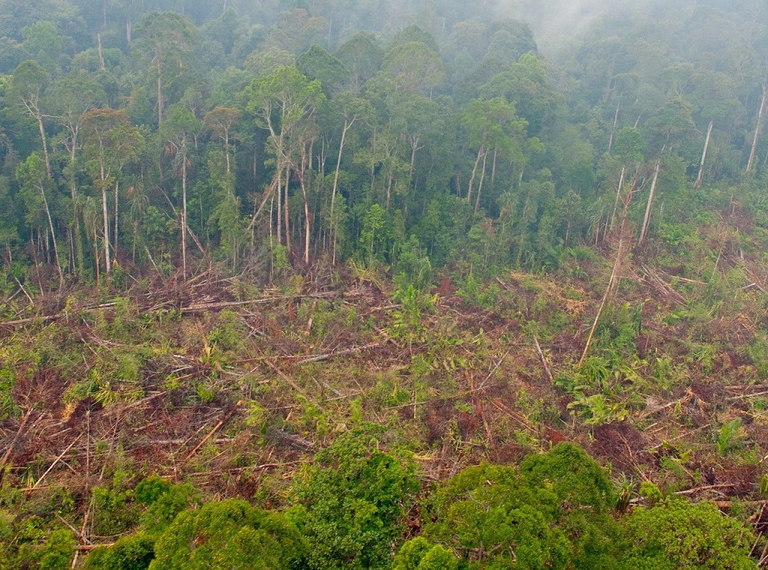 deforestazione in indonesia