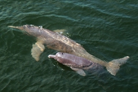 381 new species have been discovered in the Amazon. One every two days
