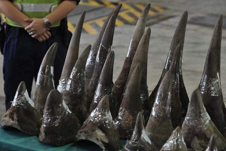 corni di rinoceronte