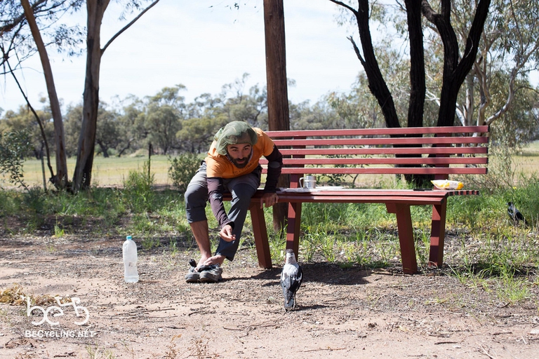 magpie australia cornacchia