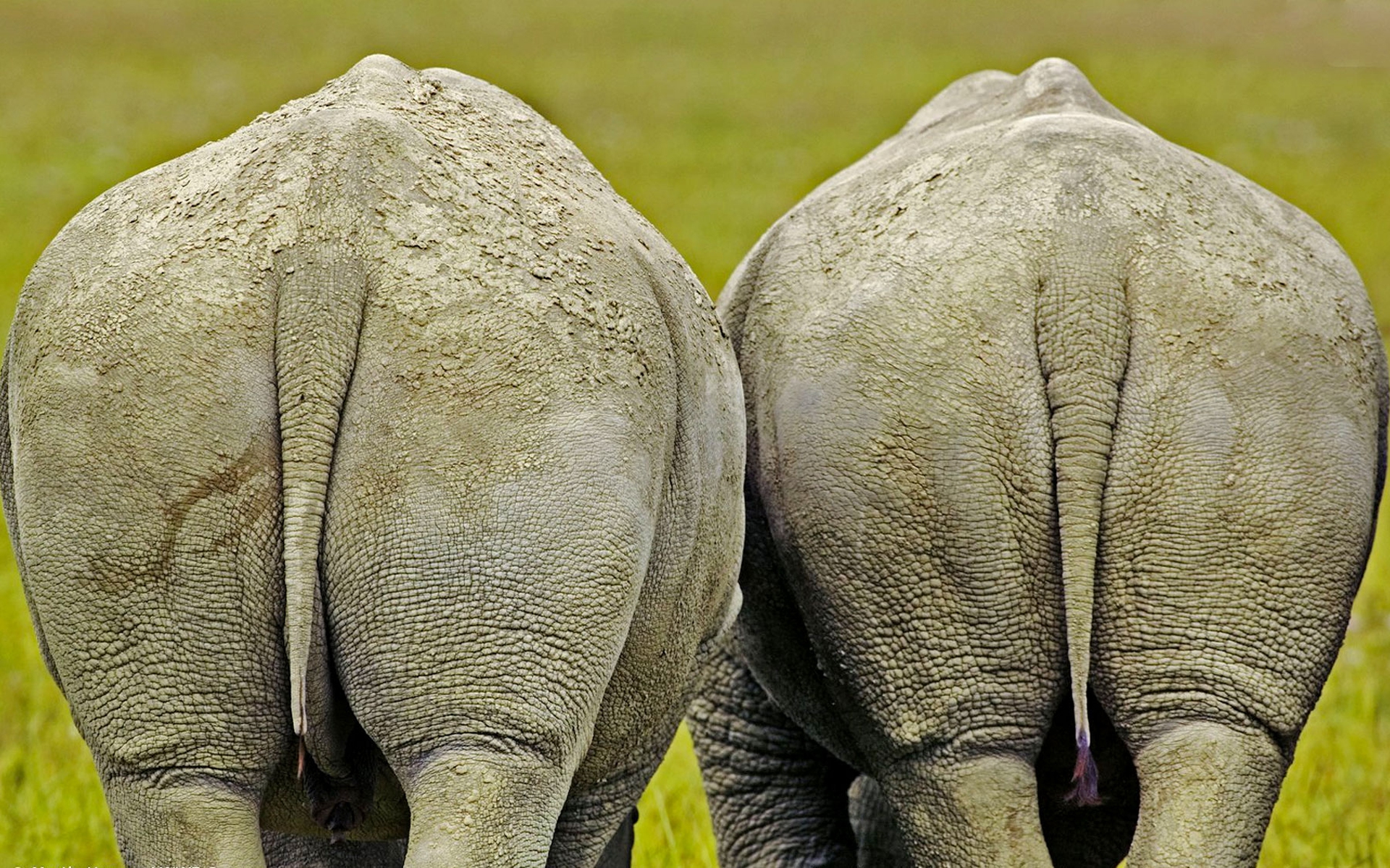 Dal gps al taglio del corno. Tutte le idee per salvare i rinoceronti