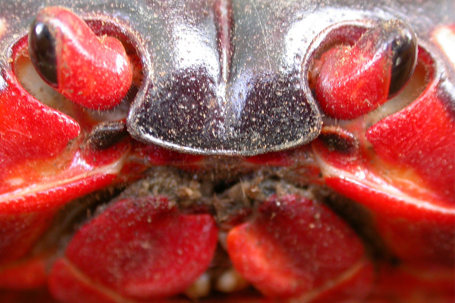 The strange ritual migration of 50 million red crabs on Christmas Island - LifeGate