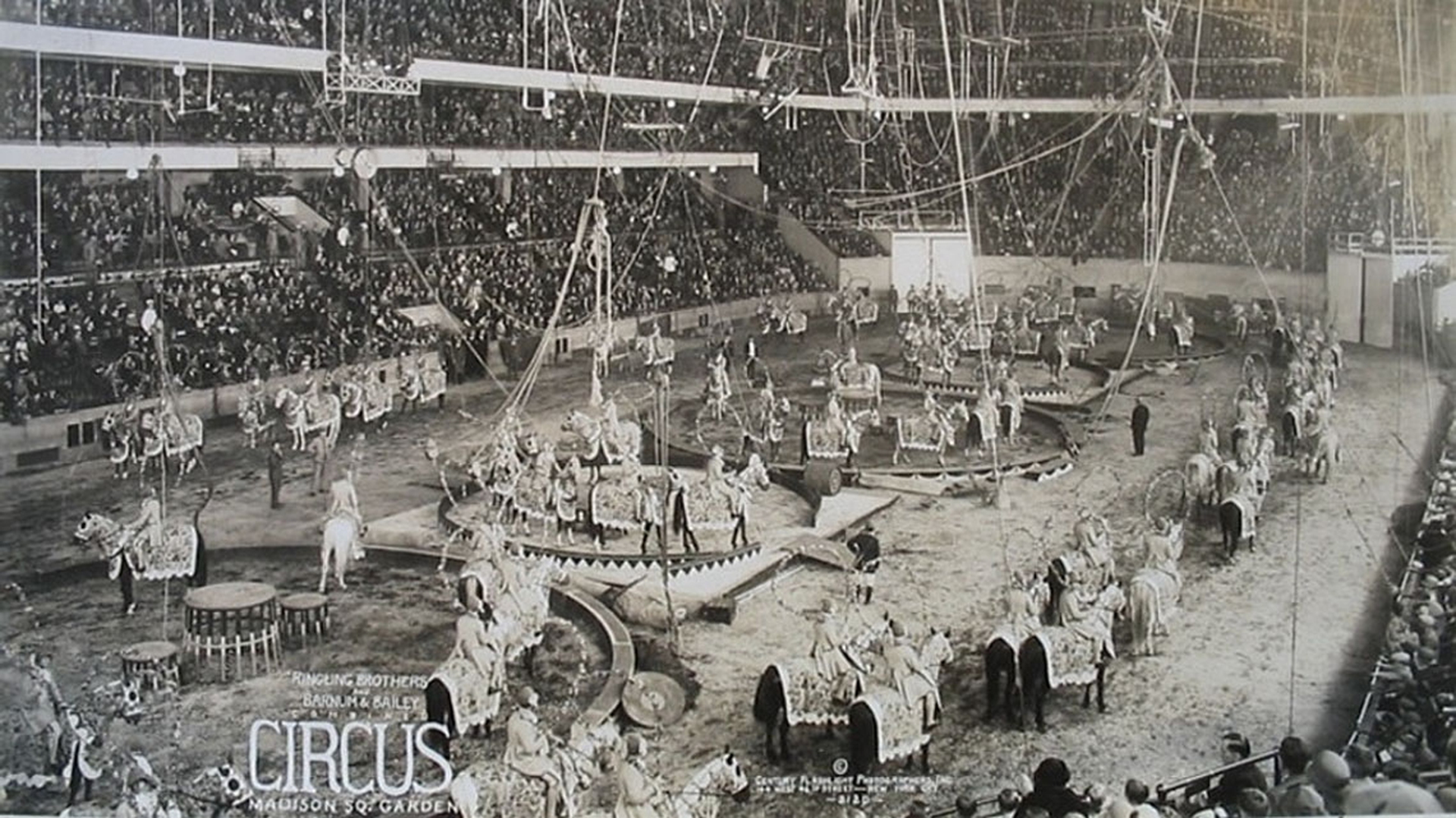 barnum-cavalli