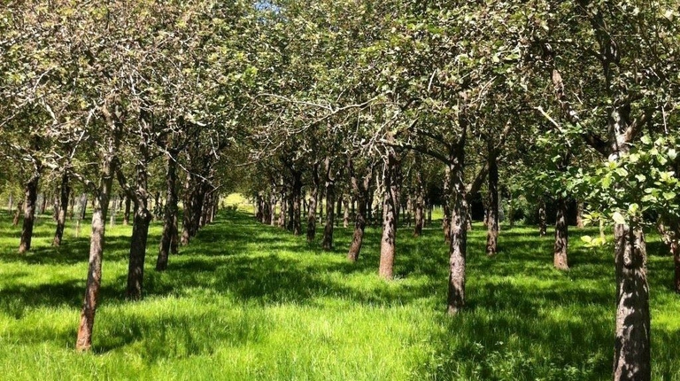 Square Grid Orchard