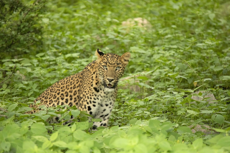 Leopardo indiano (Panthera pardus fusca) nel Rajasthan