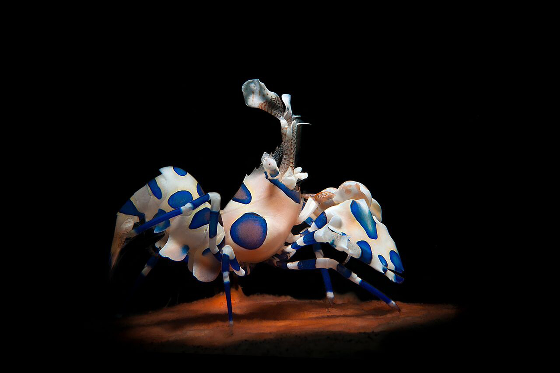 Matteo Visconti, Harlequin Spotlight