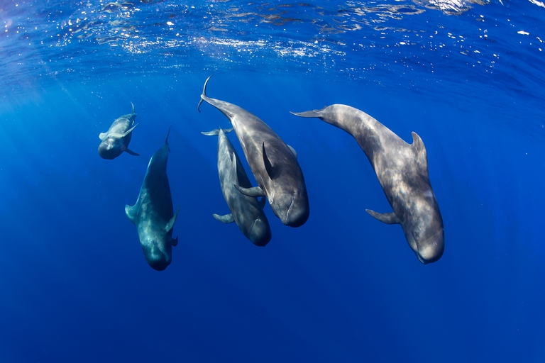 cetacei di Tenerife