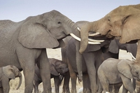Poachers have killed 80 per cent of Gabon’s forest elephants