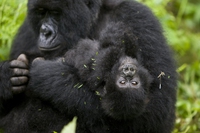 Continua a crescere la popolazione di gorilla di montagna