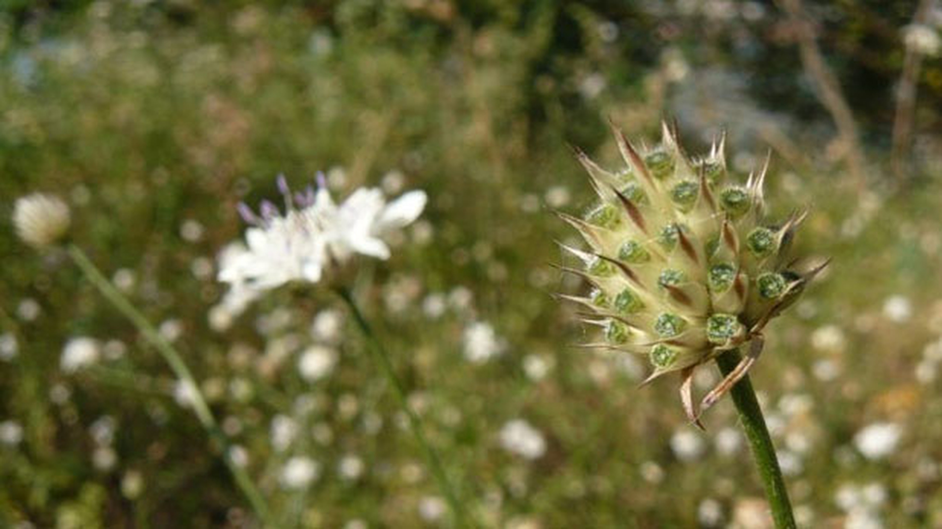 Il fiore che salva le api