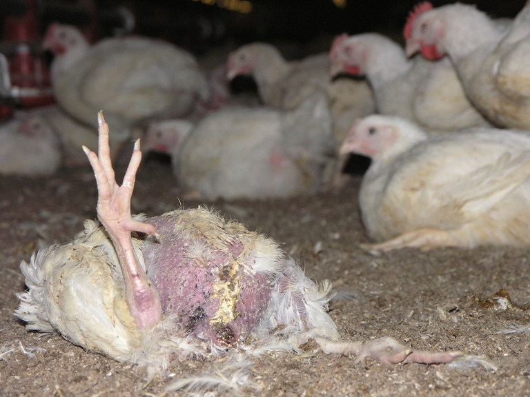 Allevamento intensivo di polli da carne
