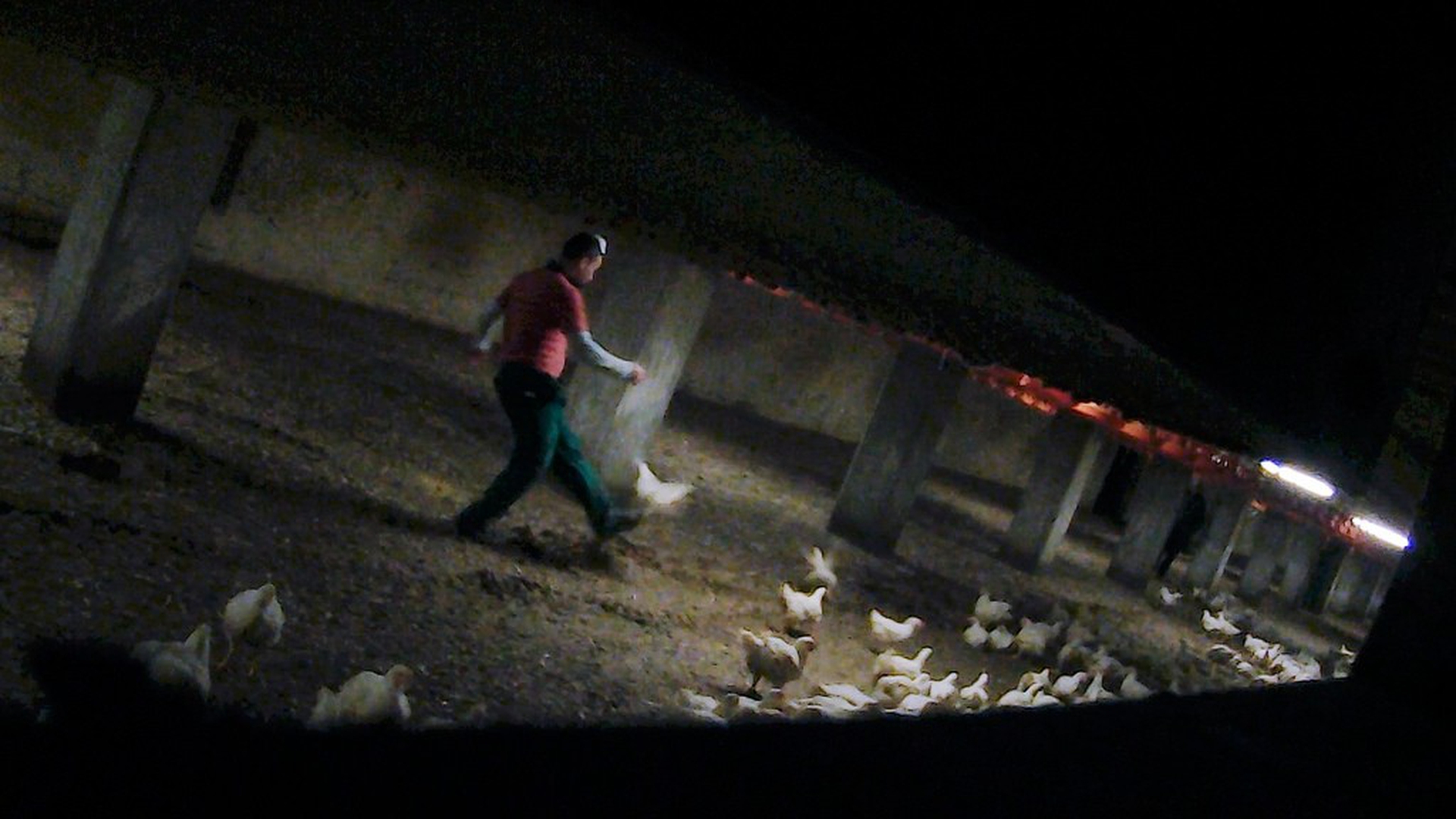 Allevamenti intensivi di pollo: basso costo, alta crudeltà