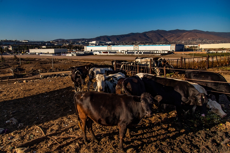 Il Messico è vicino a riconoscere gli animali come esseri senzienti nella propria Costituzione