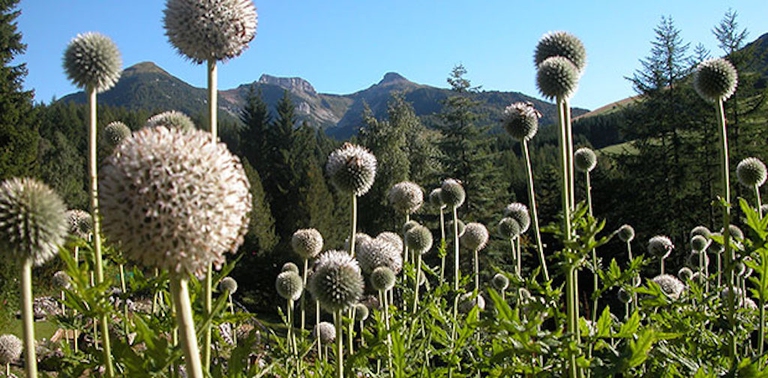 giardino botanico trentino