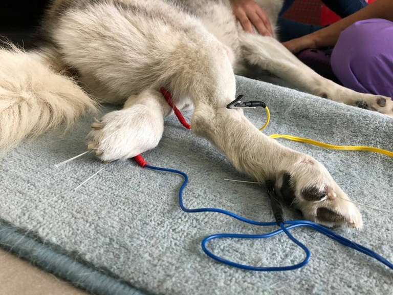 elettroagopuntura animali