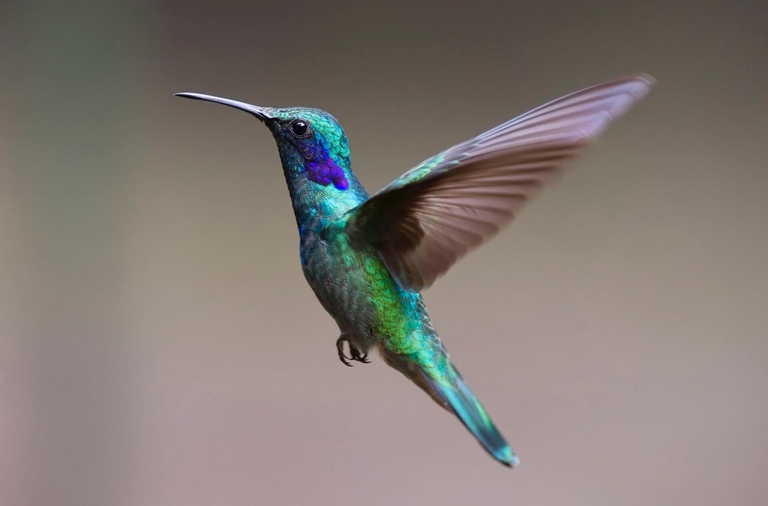 colibrì