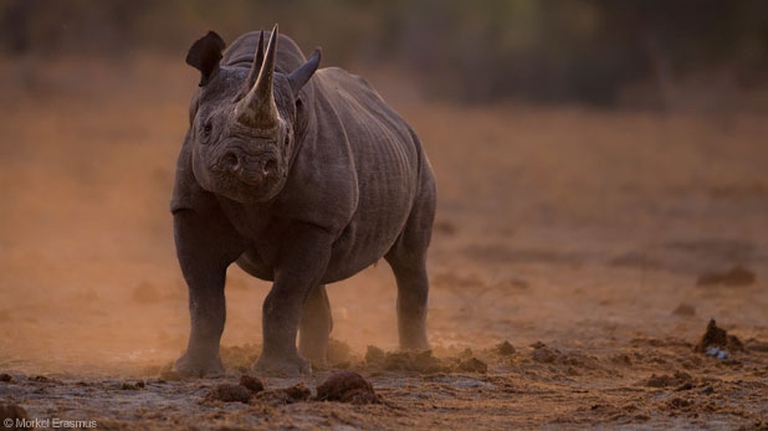 rinoceronte nella polvere