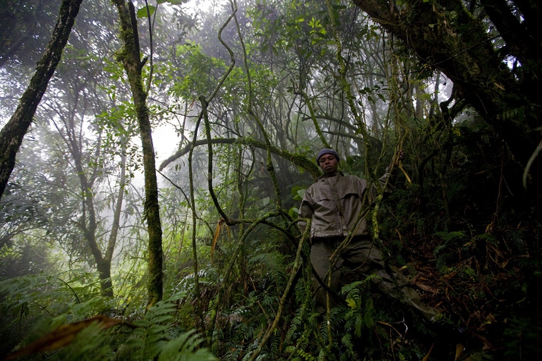 Ranger armato in difesa dei gorilla
