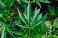 Il Canada legalizza la marijuana a scopo ricreativo