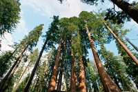 California, la famosa sequoia secolare Pioneer Cabin Tree è crollata