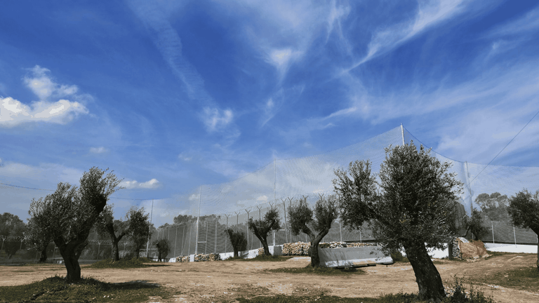 ulivi cantiere Tap in Puglia