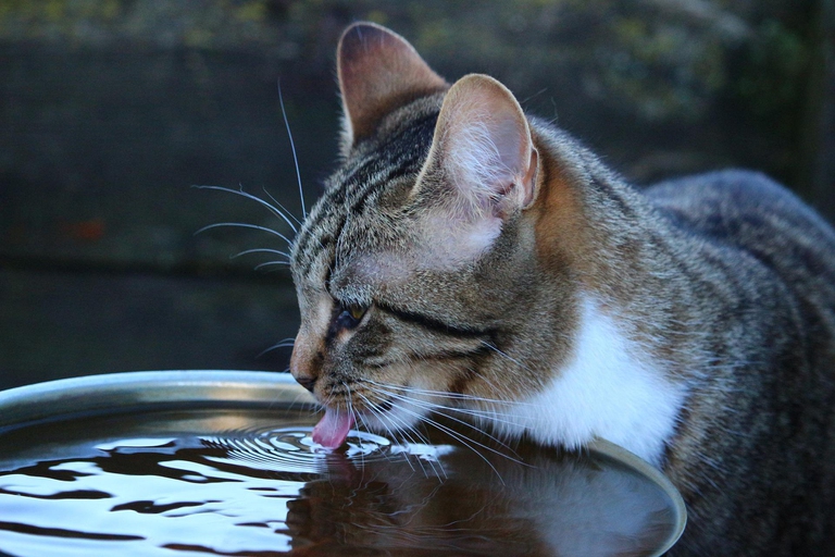 gatto, siccità