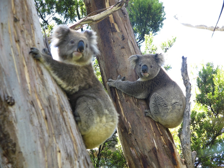 Koala nel loro habitat attaccati ad alberi di eucalipto