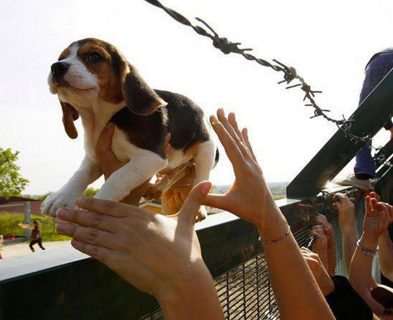 Beagle liberato