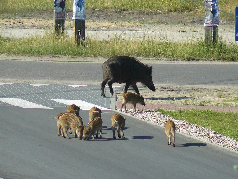 Per la Giornata mondiale degli animali, facciamo un safari