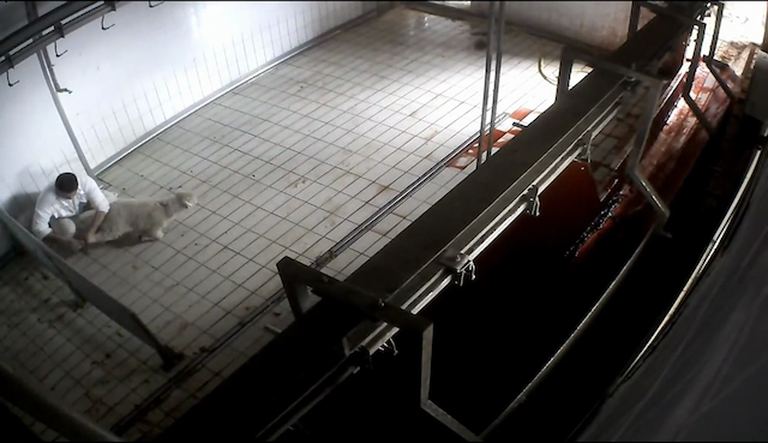 Maltrattamenti in un mattatoio