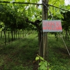Pfas, Vicenza