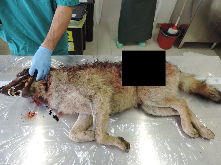 Lupo ucciso a colpi di arma da fuoco