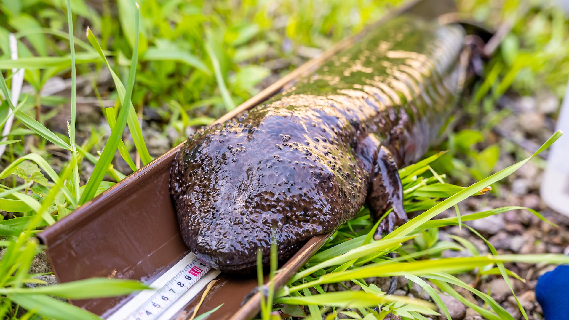 Una salamandra gigante giapponese