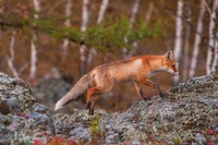 Gli animali britannici privati dei loro diritti perché “non provano emozioni”