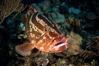 Cuba riforma le leggi sulla pesca per proteggere la biodiversità