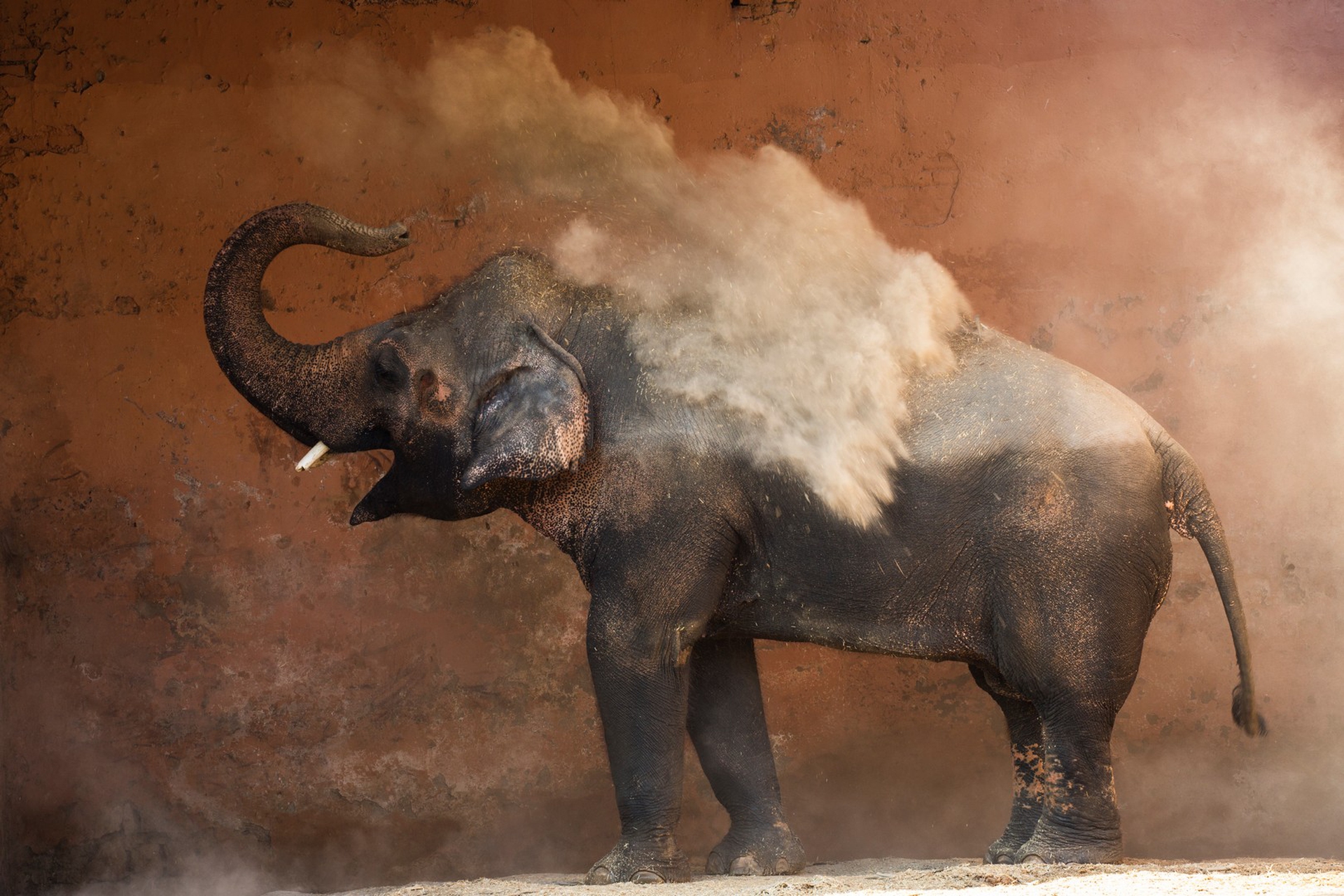 Kaavan nello zoo di Islamabad