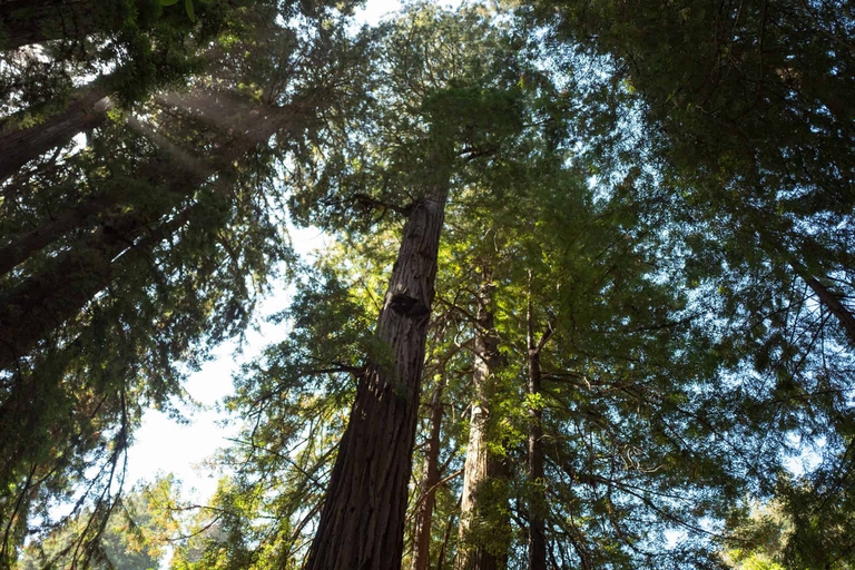 Una foresta in California, negli Stati Uniti