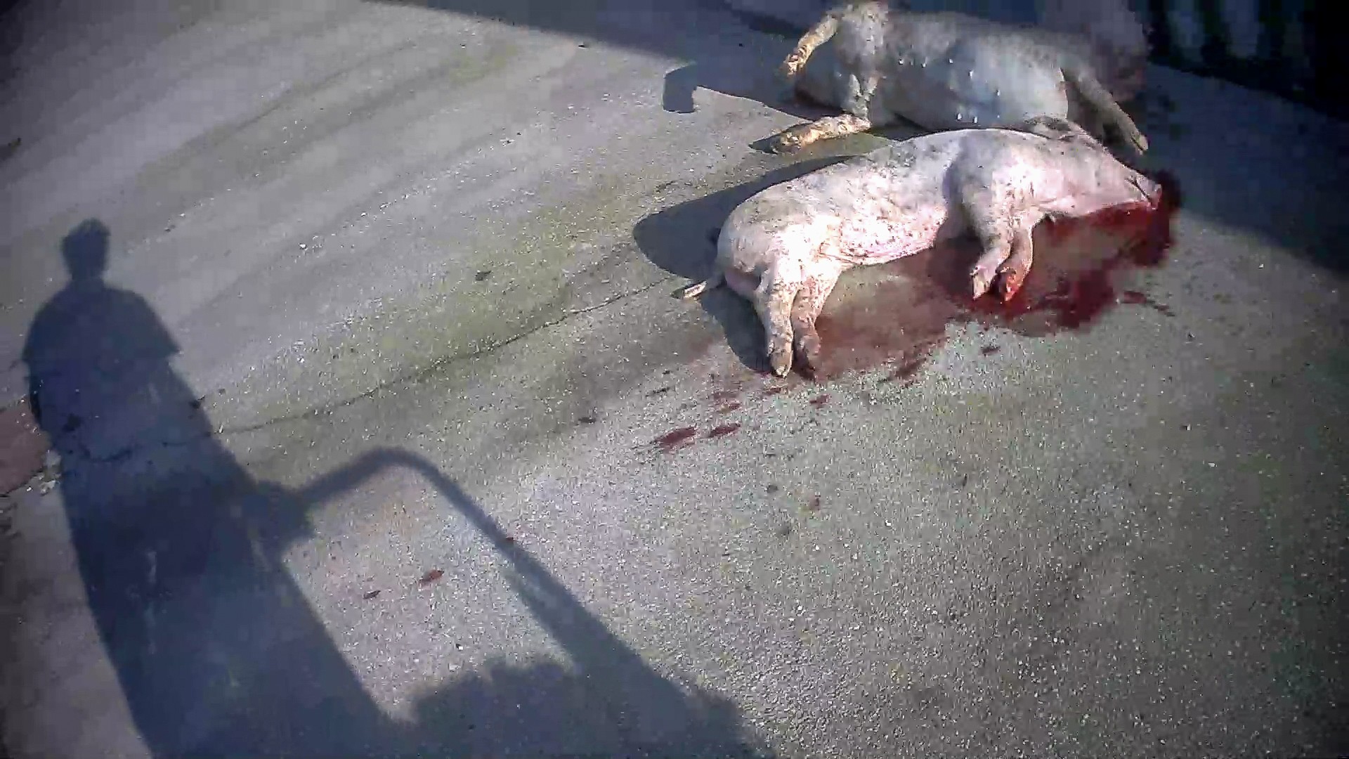 Un maiale torturato e lasciato a morire