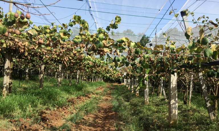 Un campo colpito dalla moria di kiwi