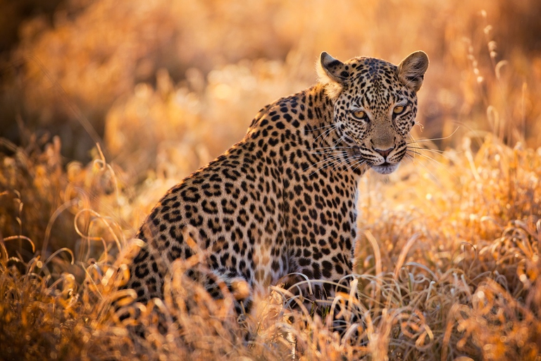 Leopardo nella savana
