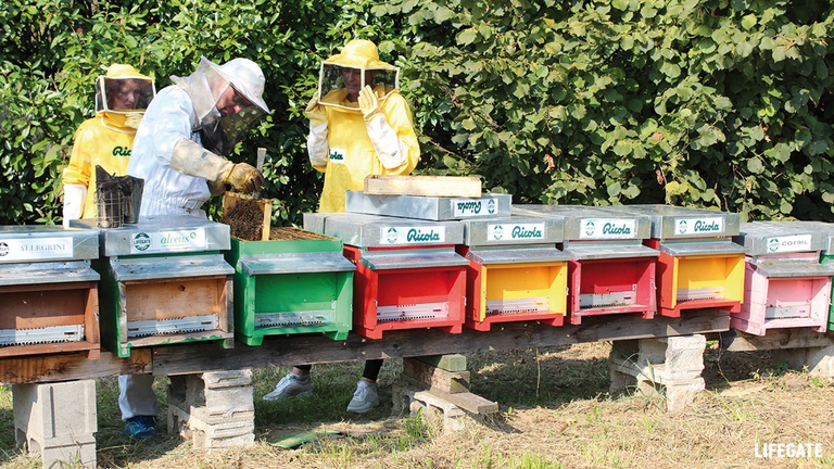 Arnie Ricola Bee my future