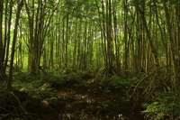 What happens if we don’t protect mangroves