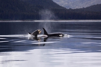L’orca che aveva accompagnato il cucciolo morto per 17 giorni è di nuovo incinta